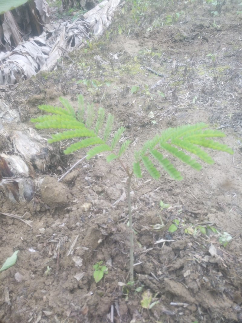 广苏木原生苗，有杯苗20万株和地苗大苗10万株