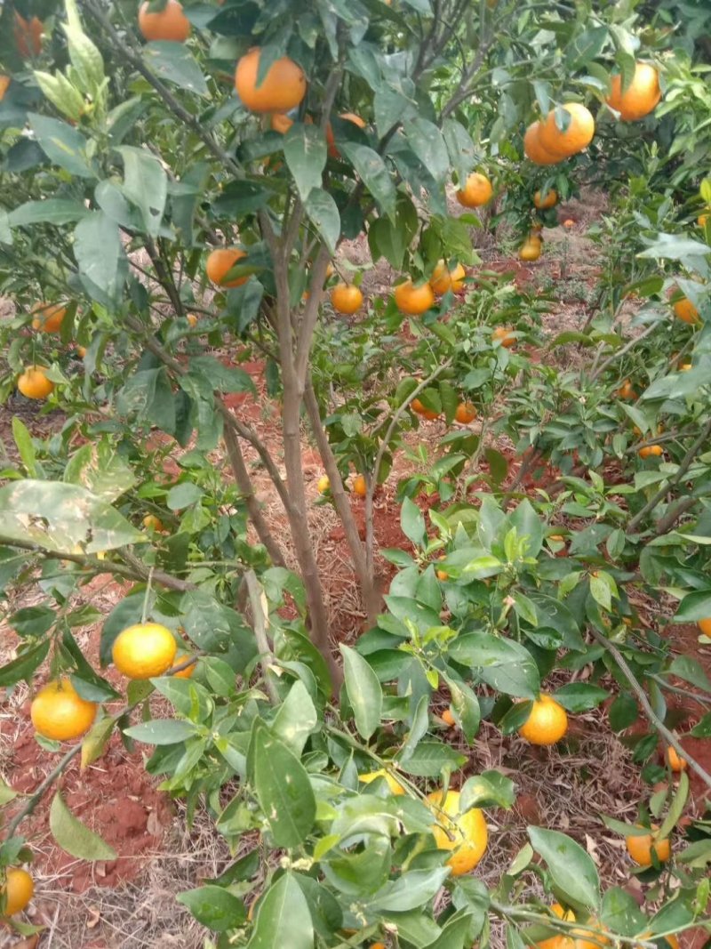 沃柑