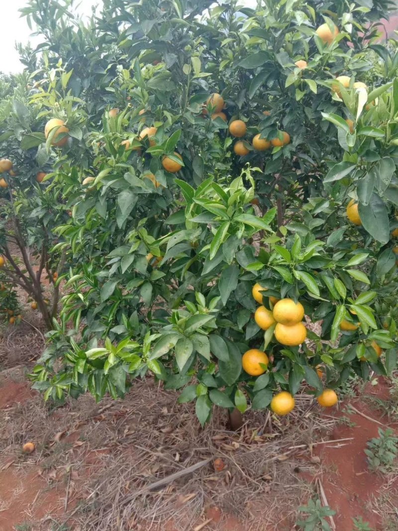 沃柑