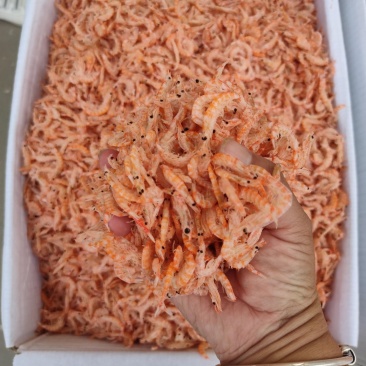 鳞虾皮，个大肉厚，可视频看货，产地直供