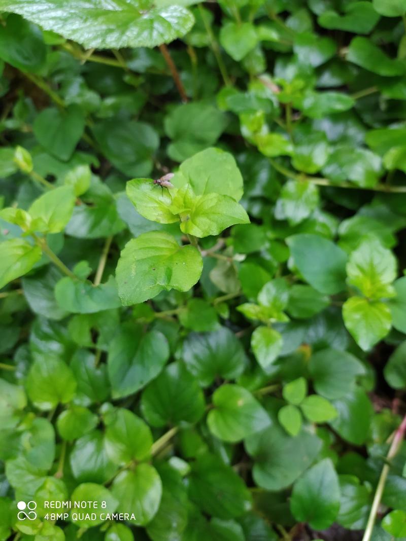 贵州毕节古夜郎大地野生药材金钱草下单现采