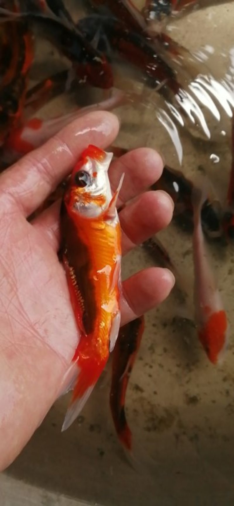 万合水产养殖有限公司出售规格齐全优良品种锦鲤苗