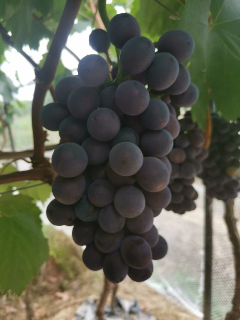 夏黑葡萄