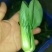 上海青，小油菜，大颗，中颗，小颗个种规格，可视频看货