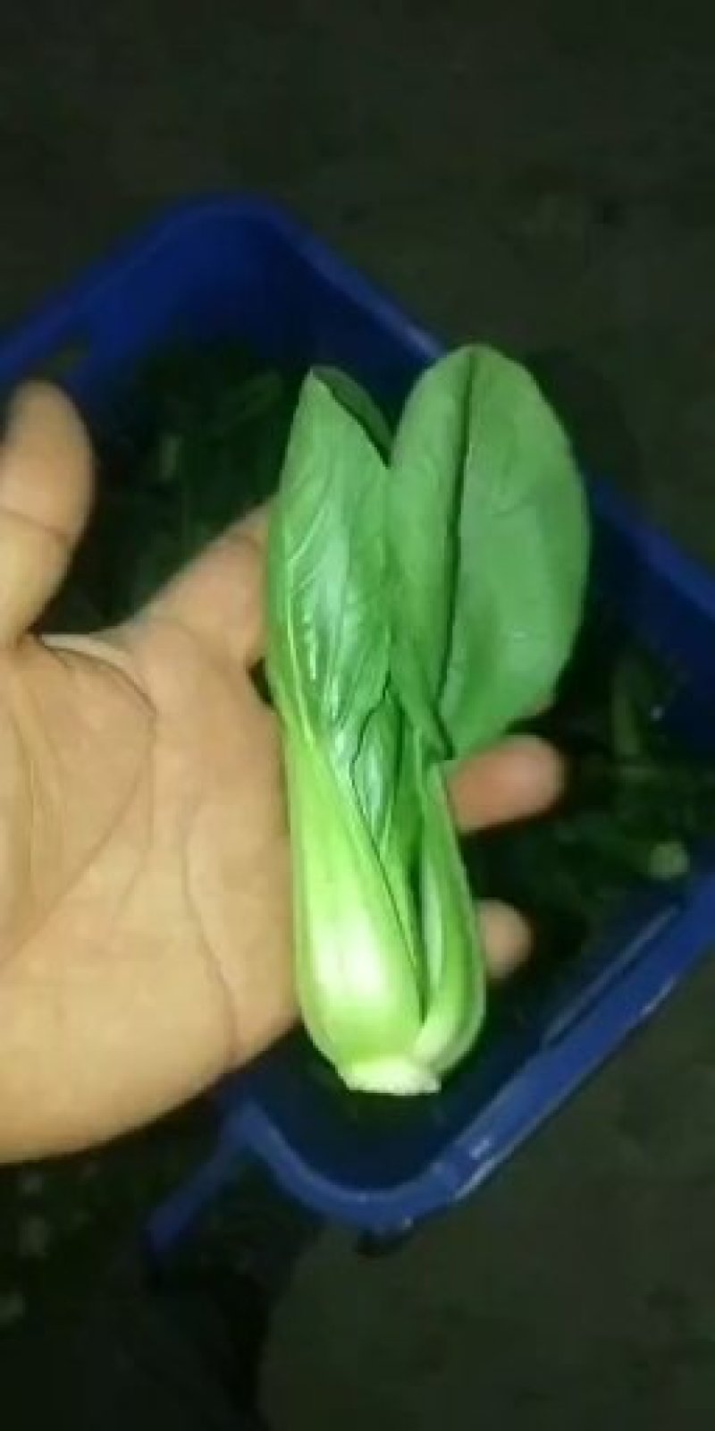 上海青，小油菜，大颗，中颗，小颗个种规格，可视频看货