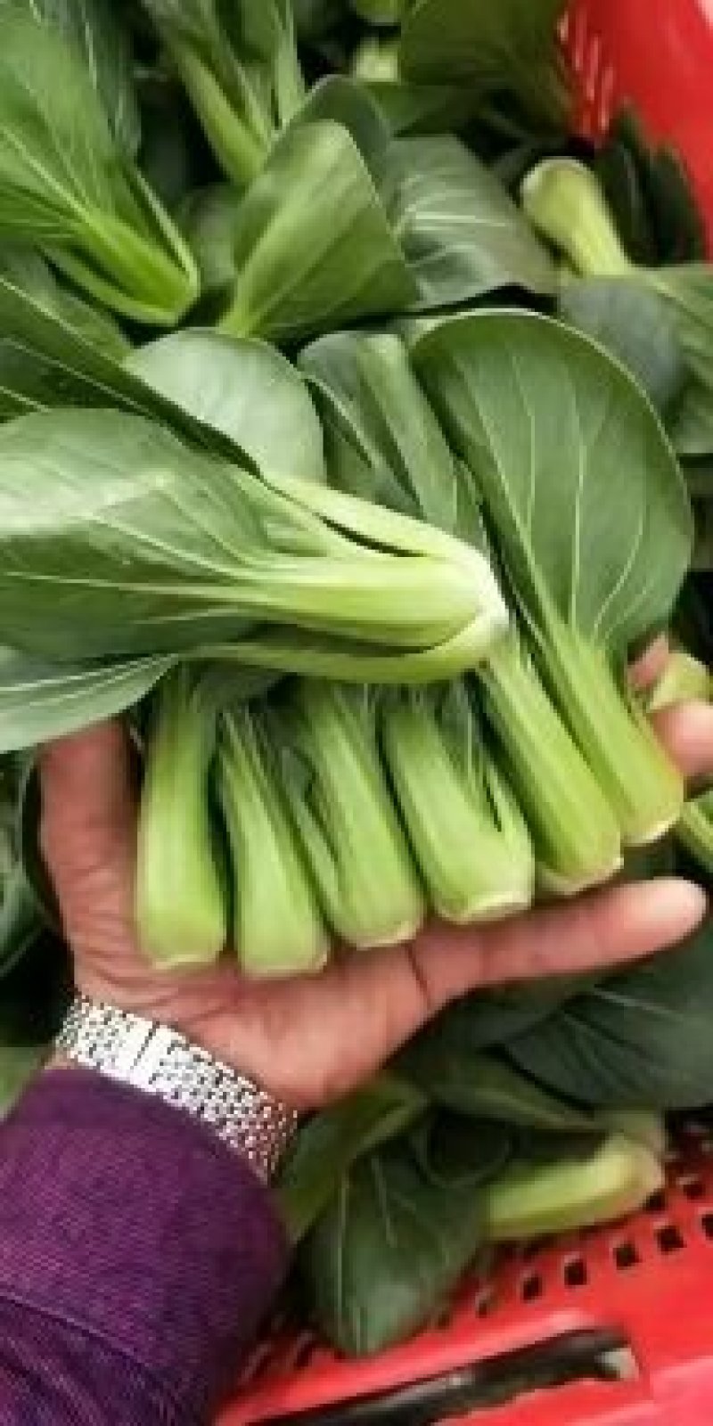 上海青，小油菜，大颗，中颗，小颗个种规格，可视频看货