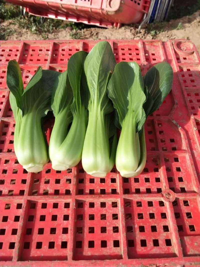 上海青，小油菜，大颗，中颗，小颗个种规格，可视频看货