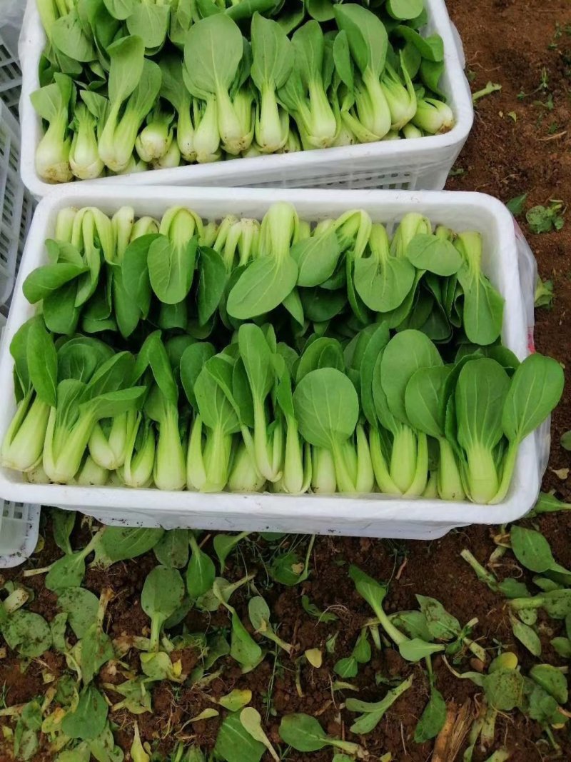 上海青，小油菜，大颗，中颗，小颗个种规格，可视频看货
