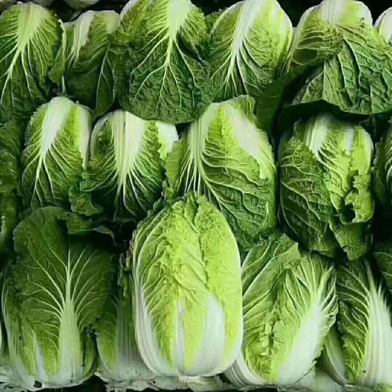 吉林东北黄心白菜大量上市，产地直发一手货源欢迎采购