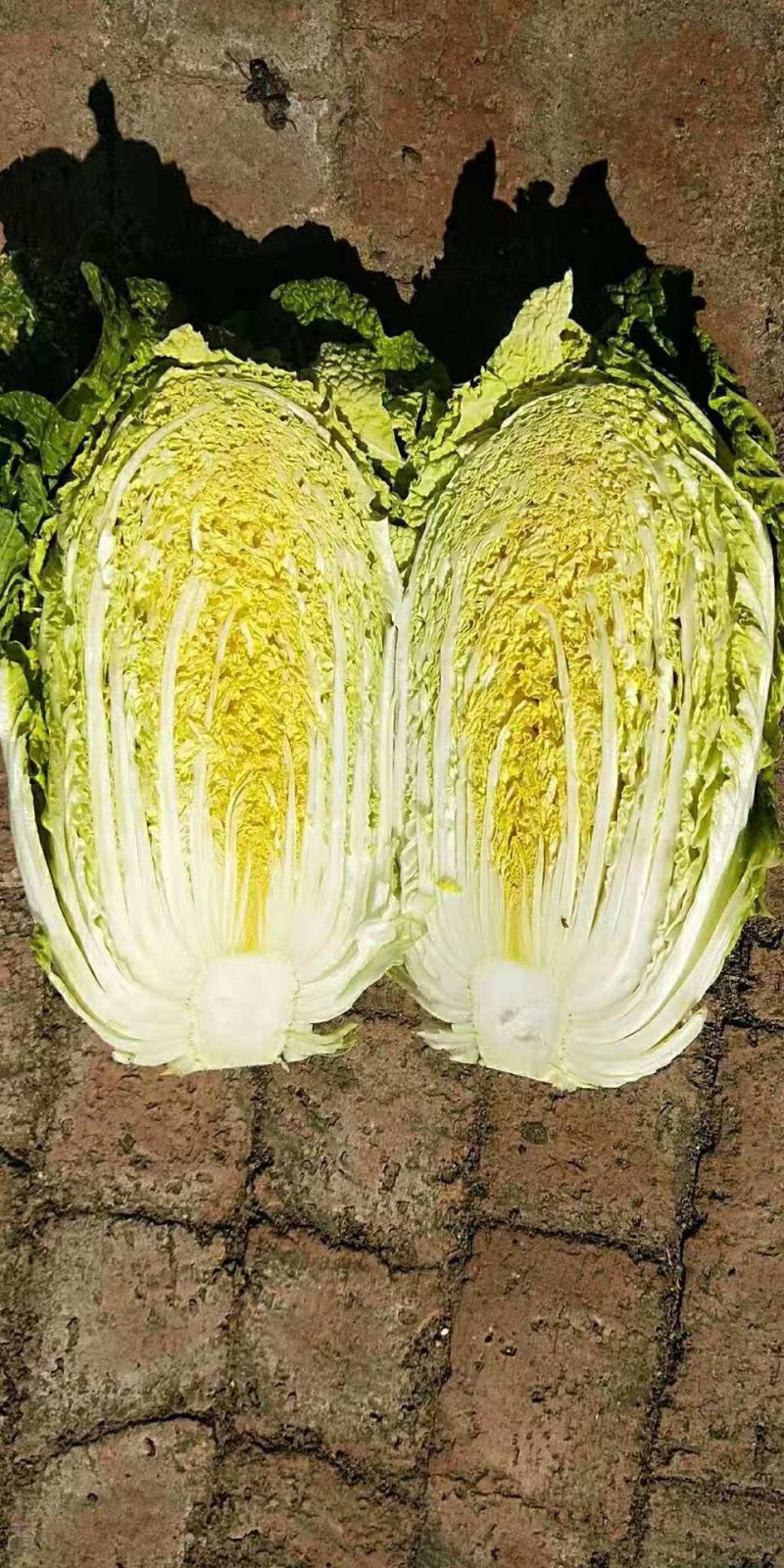 吉林东北黄心白菜大量上市。一手货源，欢迎采购。