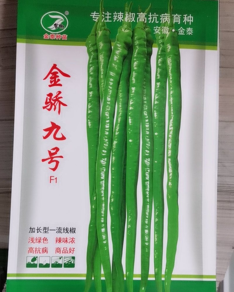 【金骄九号】薄皮精品线椒种子辣椒种子8号椒基地供货