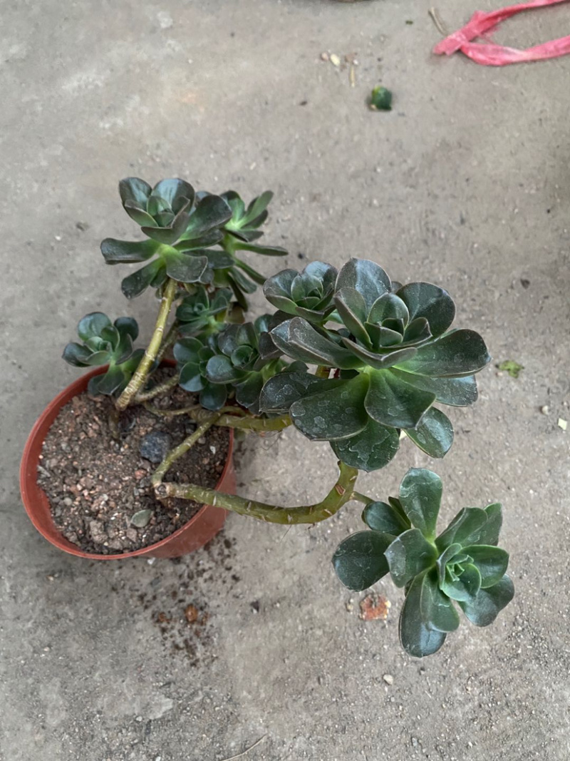 多肉植物，巧克力艾伦老桩，各种老桩，批发
