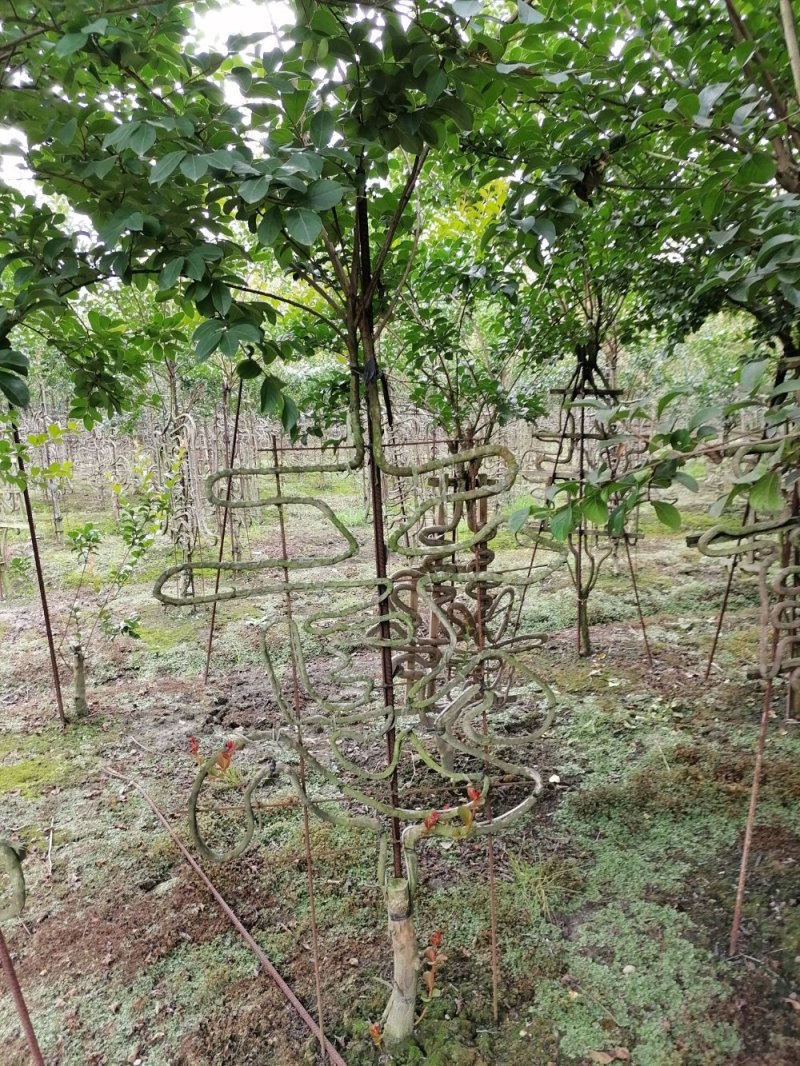 紫薇造型价格多少钱卖价买价