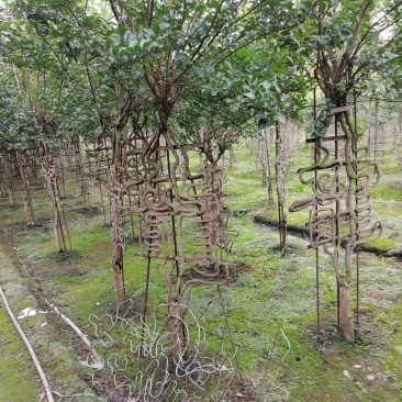紫薇造型价格多少钱卖价买价