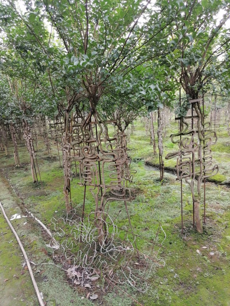 紫薇造型价格多少钱卖价买价