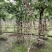 紫薇造型价格多少钱卖价买价