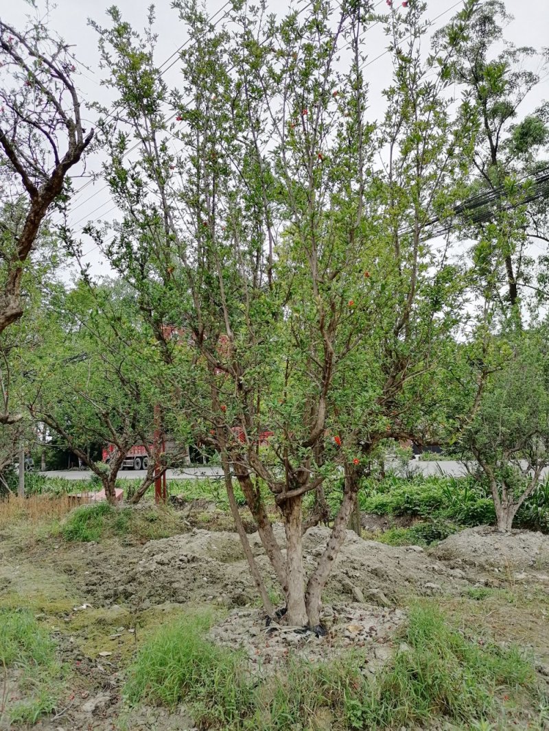 石榴树成都石榴树价格多少钱