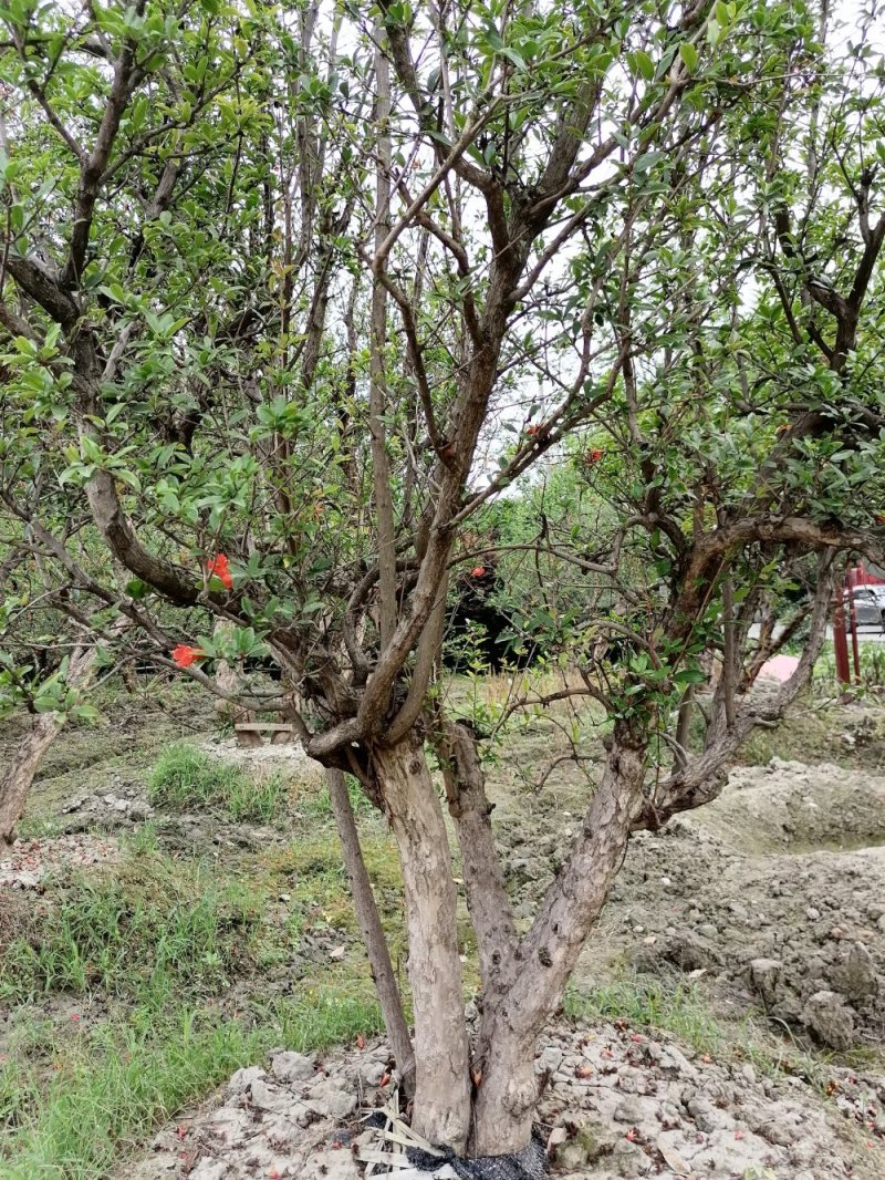 石榴树成都石榴树价格多少钱