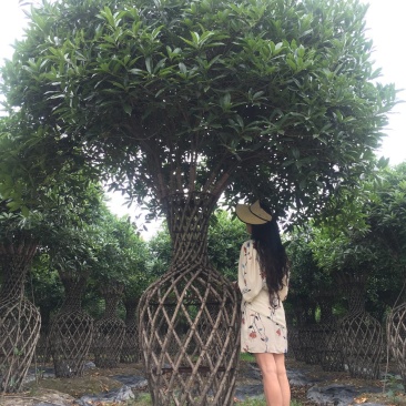 桂花花瓶造型，丹桂编织花瓶