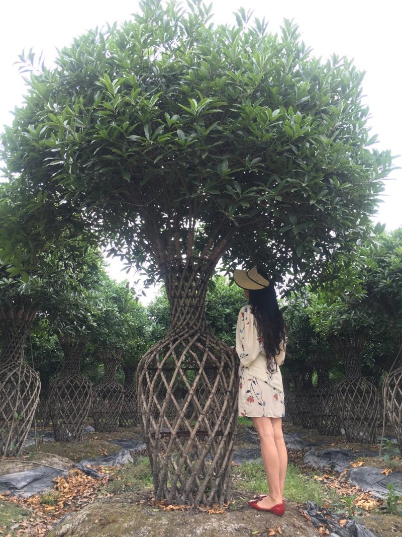 桂花花瓶造型，丹桂编织花瓶