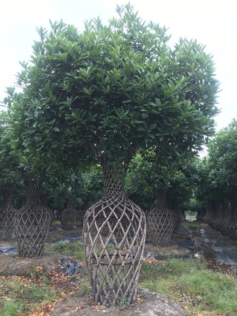 桂花花瓶造型，丹桂编织花瓶