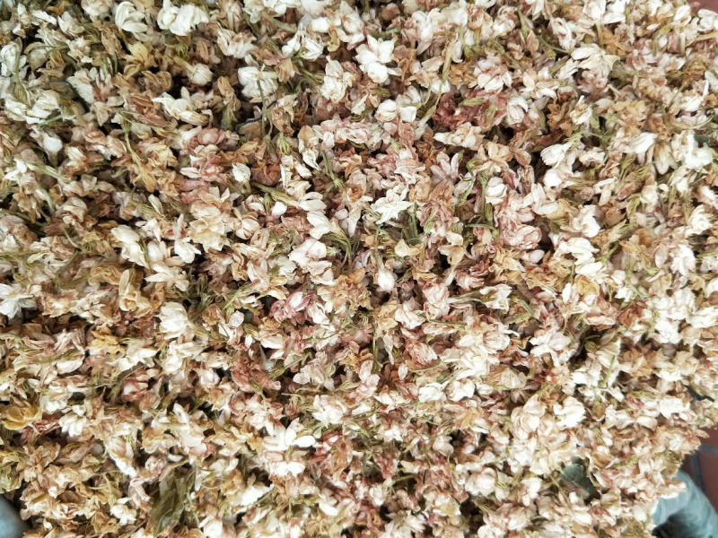 茉莉花【包邮】三斤起发货可批量可零售量大从优