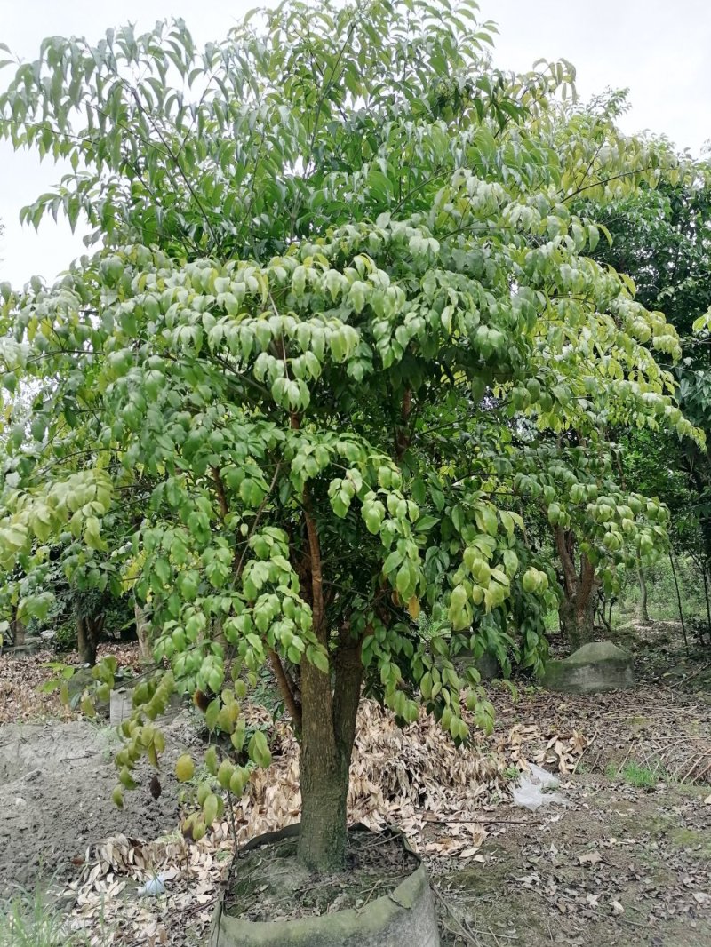 垂叶榕树成都垂叶榕价格多少钱