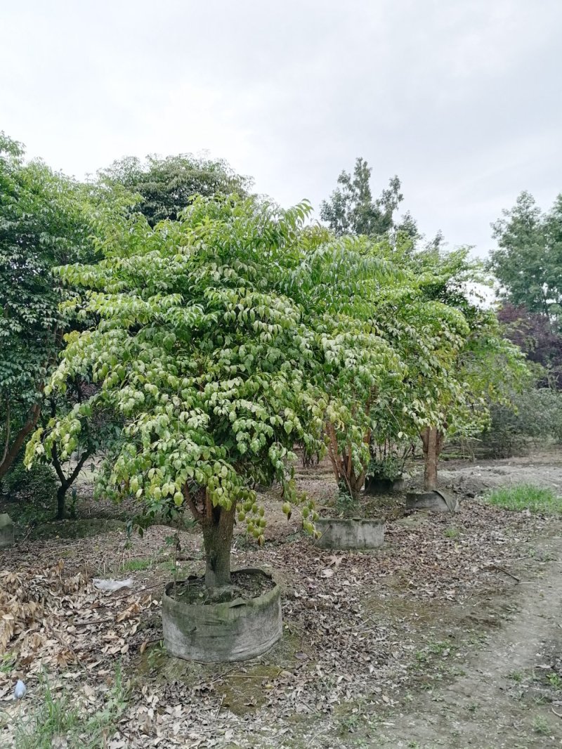垂叶榕树成都垂叶榕价格多少钱
