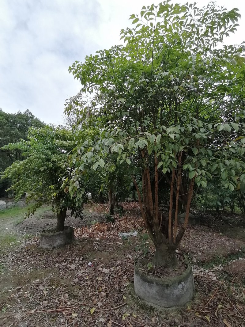 垂叶榕树成都垂叶榕价格多少钱