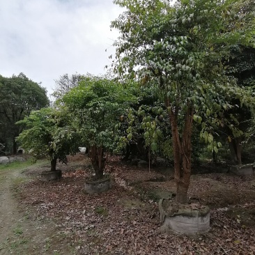 垂叶榕树成都垂叶榕价格多少钱