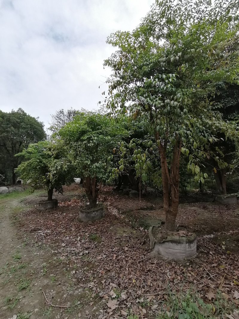 垂叶榕树成都垂叶榕价格多少钱
