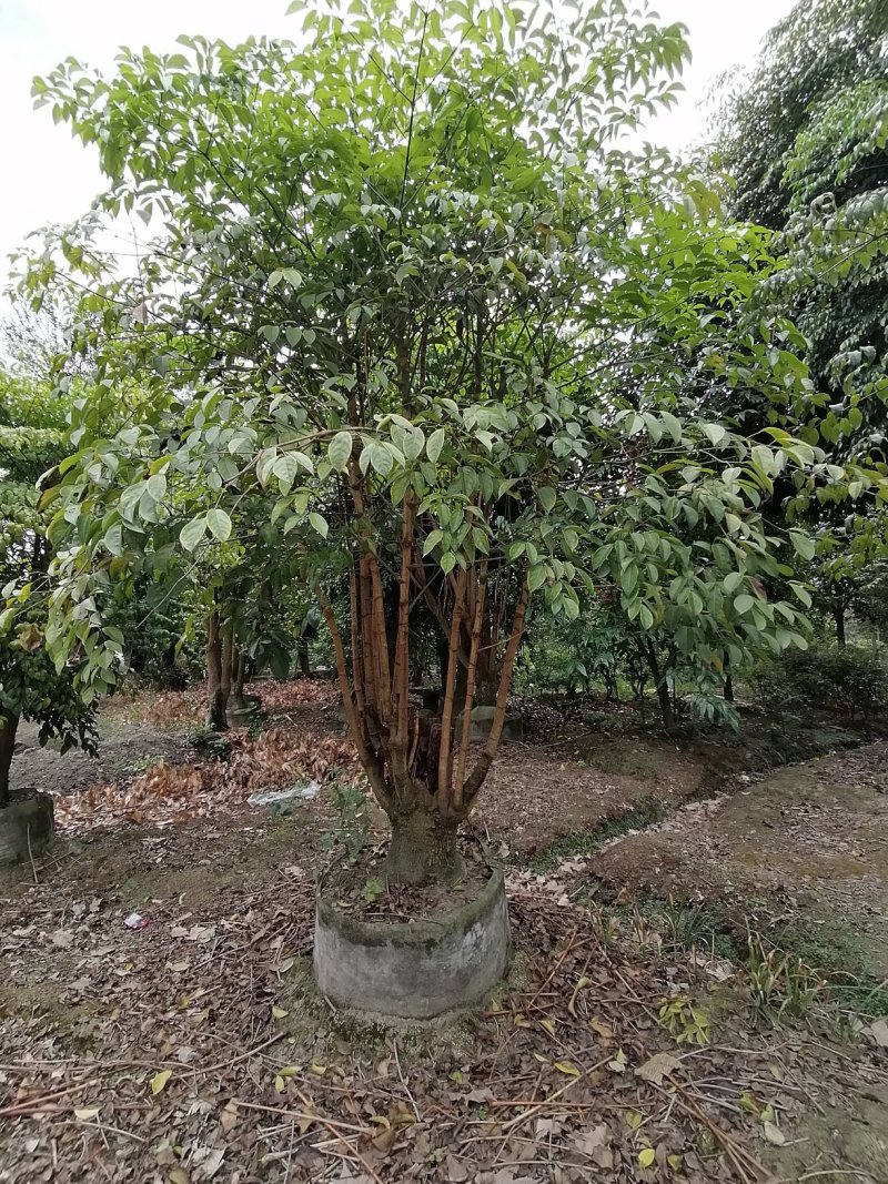垂叶榕树成都垂叶榕价格多少钱