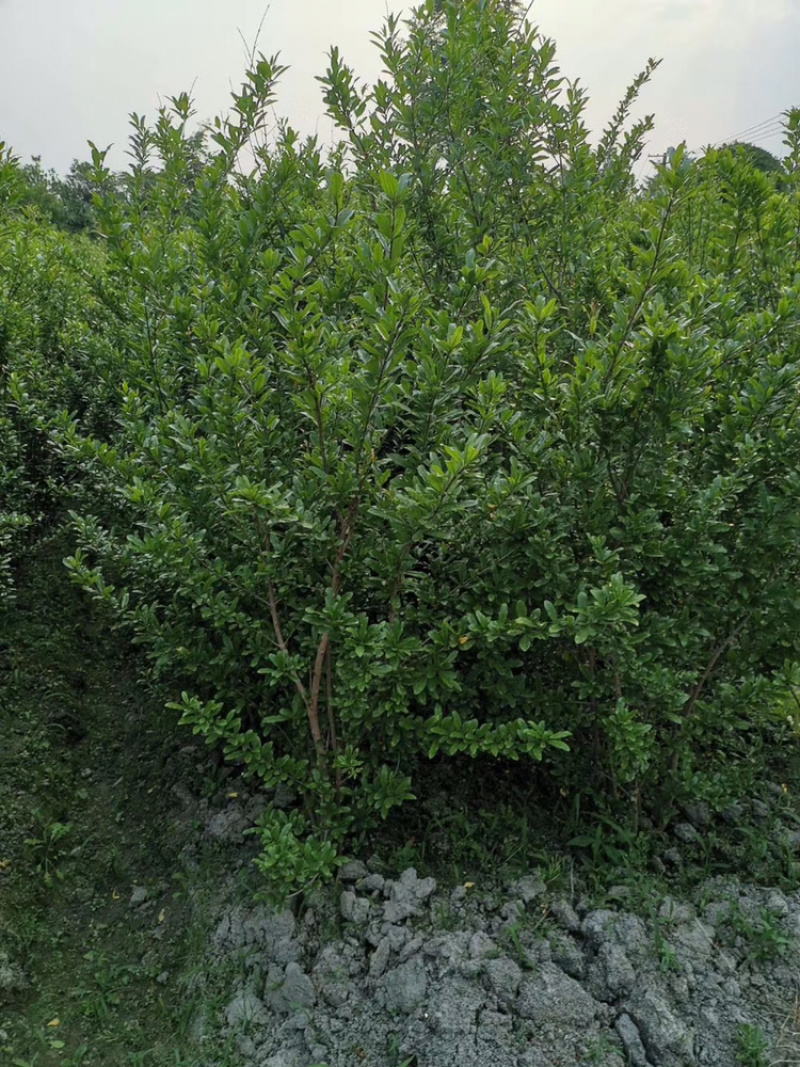 丛生花石榴树古石榴独杆石榴工程用石榴树成都石榴基地