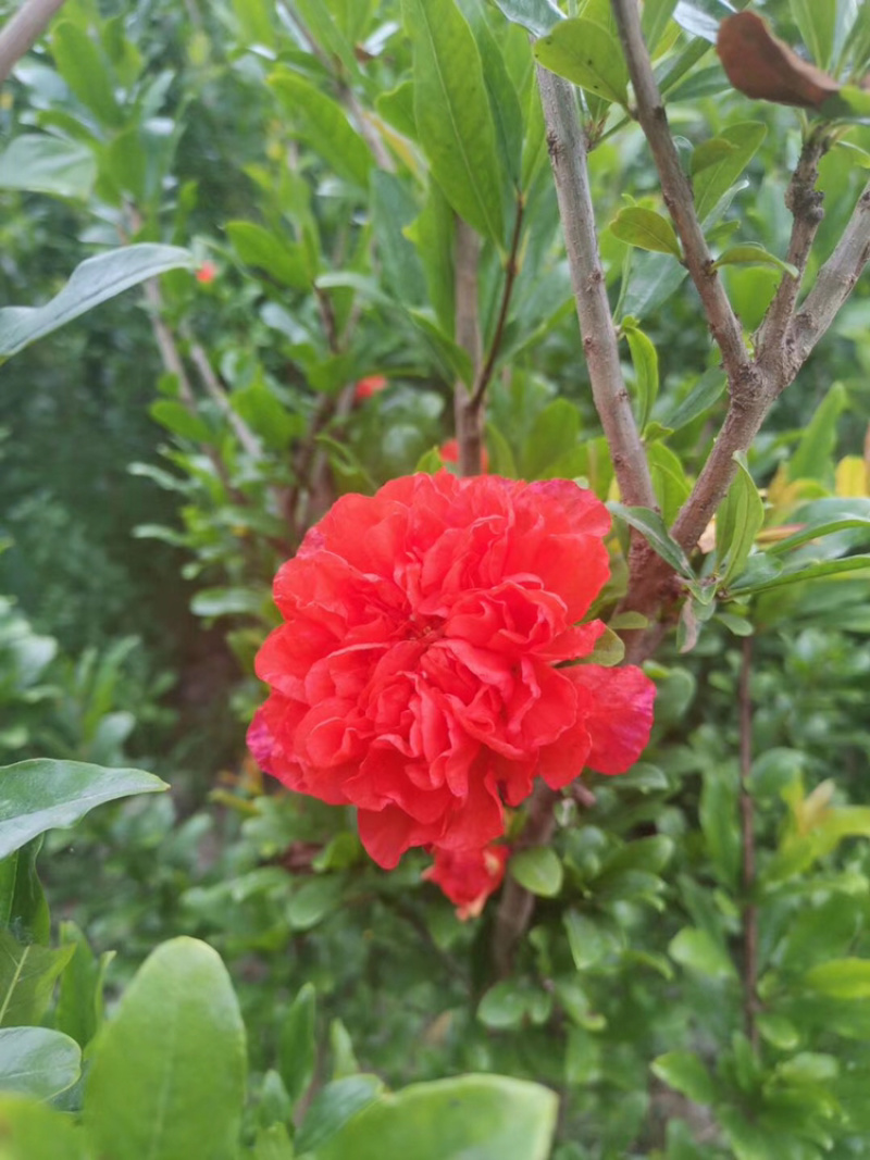 丛生花石榴树古石榴独杆石榴工程用石榴树成都石榴基地