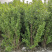 丛生花石榴树古石榴独杆石榴工程用石榴树成都石榴基地