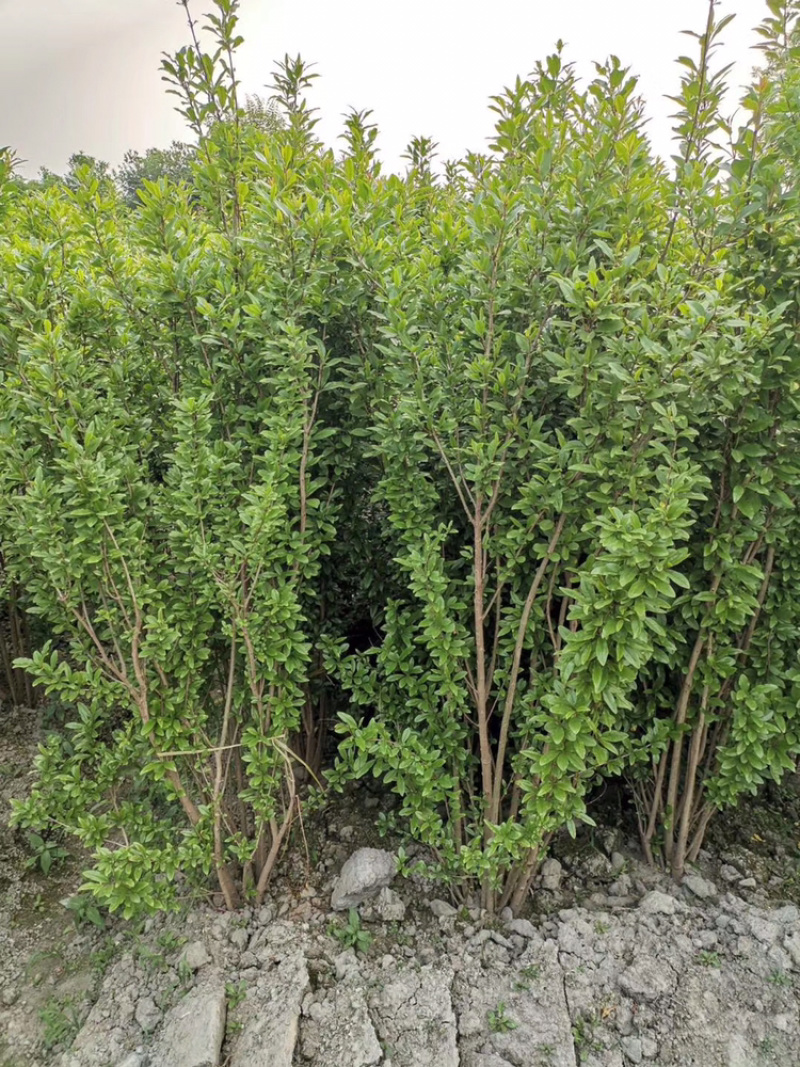丛生花石榴树古石榴独杆石榴工程用石榴树成都石榴基地