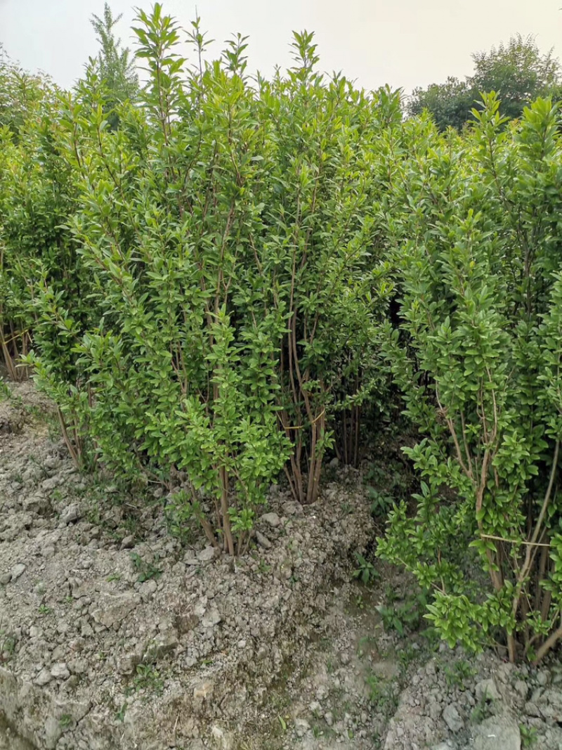 丛生花石榴树古石榴独杆石榴工程用石榴树成都石榴基地