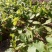 蒙古力柞树苗橡树苗东北橡子苗绿化苗木乔灌木