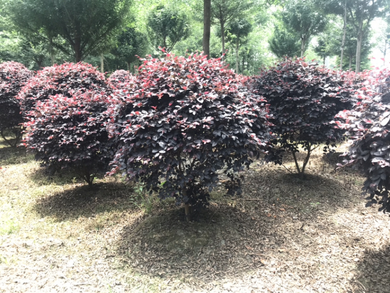 红继木球容器苗红继木球地苗红继木小杯红继木16杯等