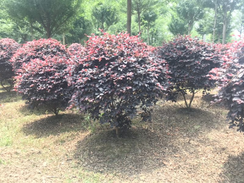 红继木球容器苗红继木球地苗红继木小杯红继木16杯等