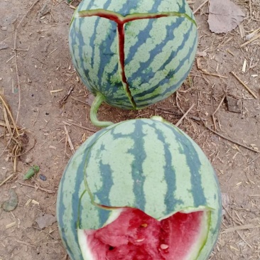 美都西瓜