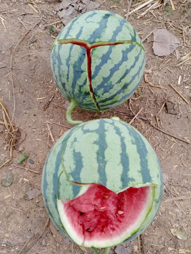 美都西瓜