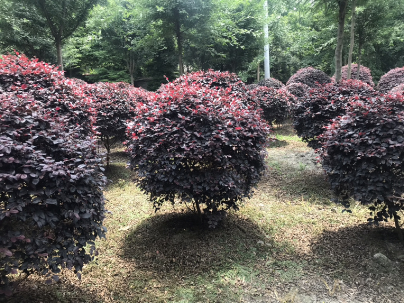 红继木球容器苗红继木球地苗红继木小杯红继木16杯等