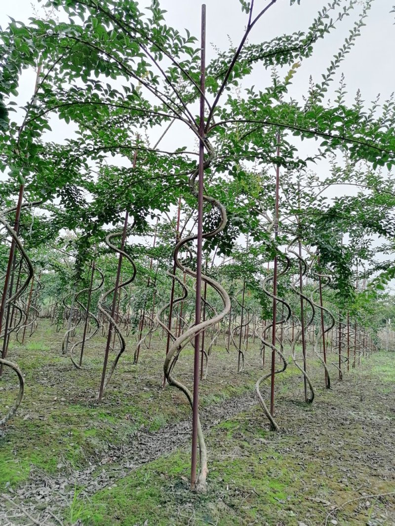 出售紫薇造型紫薇福禄寿造型，紫薇花瓶造型