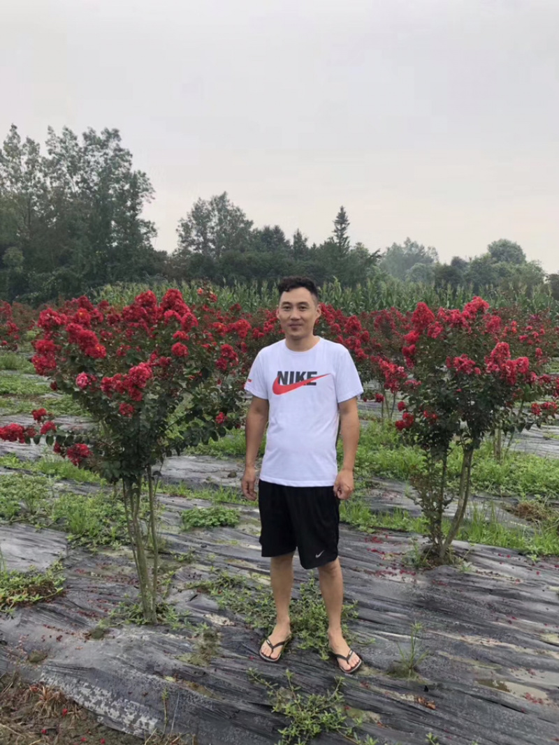 美国紫薇红火箭天鹅绒紫薇天鹅绒紫薇苗子红火箭紫薇苗子