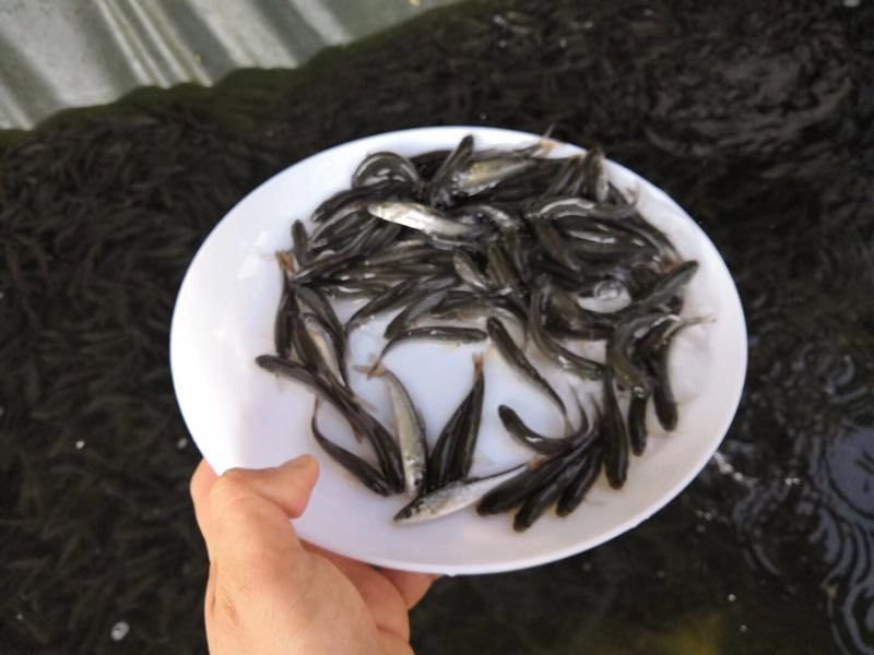 银鳕鱼苗/大鳞鲃鱼苗免费提供技术全国批发接单