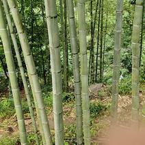 浙江安吉农户自产自销毛竹可以加工竹片，竹丝一切竹制品