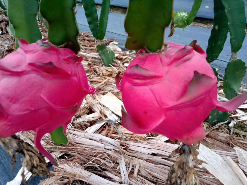 大量现货供应，火龙果，金都一号，红宝石