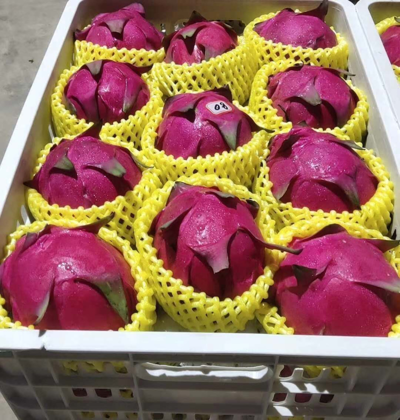 大量现货供应，火龙果，金都一号，红宝石