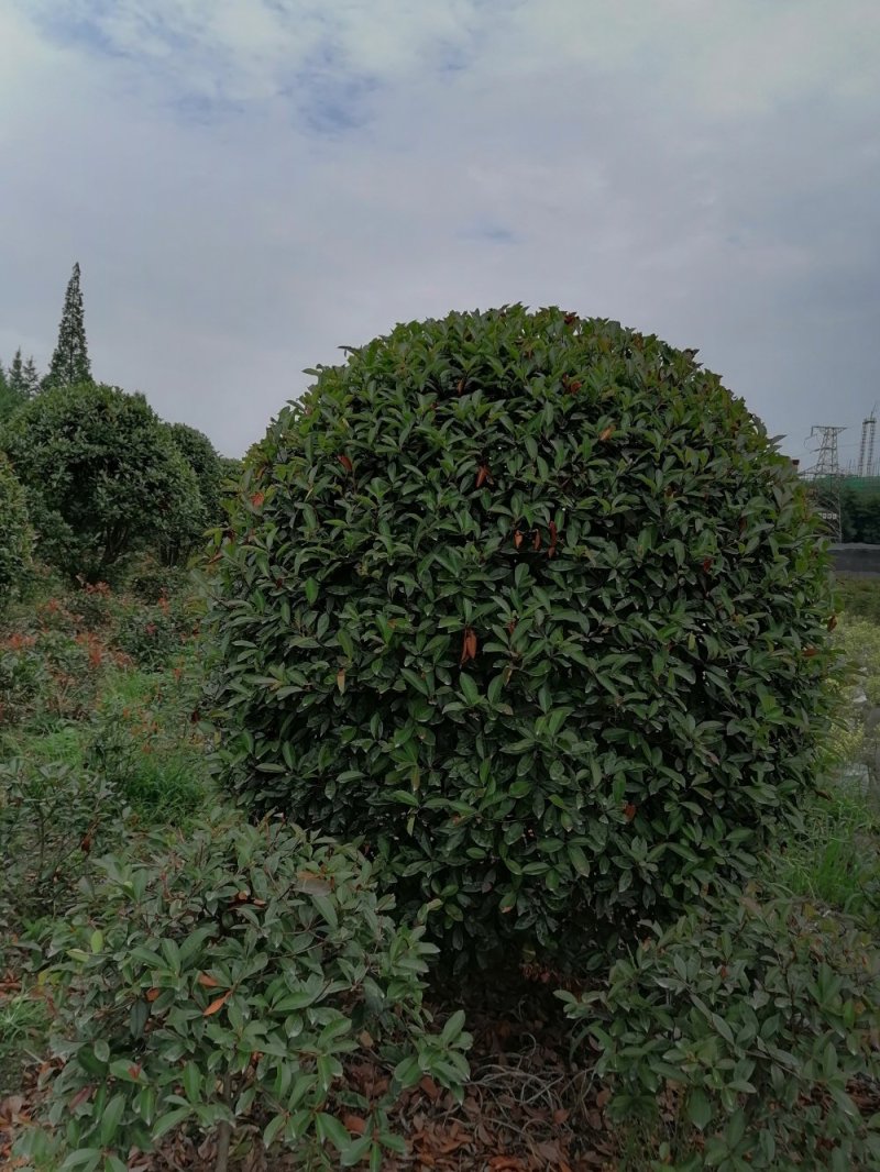 出售红叶石楠球光球半球地苗灌幅茂盛